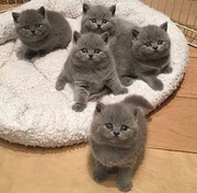 Male and Female British short hair kittens