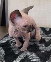 Male and Female Sphynx Kittens