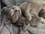 Scottish fold kittens Ready to move 