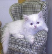 male and female Persian kittens 