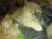 4 beautifull BSH Kitten for sale