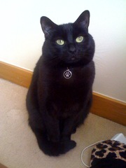 ROCCO THE BLACK CAT NEEDS A NEW HOME!!