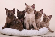 Kittens burmese sale