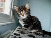 Fabulous Maine Coon kittens looking for new servants