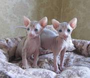  Beautiful Bald,  TICA Registered Sphynx kittens with stunning blue eye