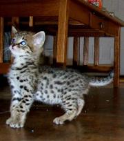 Savannah ,  Ocelot ,  Caracal ,  Margay and Serval kittens for sale