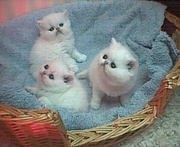 Persian kittens of standards with blue eyes